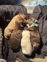 Chihuahua Puppies for sale in Miami, FL, USA. price: $2,000