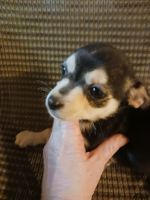 Chihuahua Puppies for sale in Pendleton, South Carolina. price: $15,000