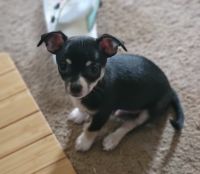 Chihuahua Puppies for sale in Calhan, Colorado. price: $1,200
