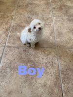 Chihuahua Puppies for sale in Victorville, California. price: $60