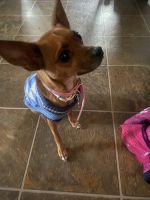 Chihuahua Puppies for sale in Windsor Mill, Milford Mill, MD 21244, USA. price: $100