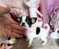 Chihuahua Puppies for sale in Birmingham, Alabama. price: $400