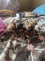 Chihuahua Puppies for sale in Phoenix, Arizona. price: $150