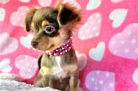 Chihuahua Puppies for sale in Ben Lomond, Arkansas. price: $600