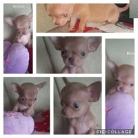 Chihuahua Puppies for sale in North Las Vegas, Nevada. price: $800