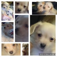 Chihuahua Puppies for sale in North Las Vegas, Nevada. price: $800