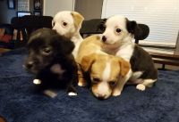 Chihuahua Puppies for sale in Elk Grove, California. price: $300