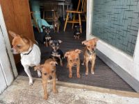 Chihuahua Puppies for sale in Winston Salem, North Carolina. price: $50