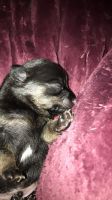 Chihuahua Puppies for sale in San Jacinto, California. price: $150