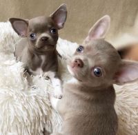 Chihuahua Puppies for sale in Bridgeport, Connecticut. price: $480