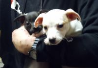 Chihuahua Puppies for sale in Gig Harbor, Washington. price: $600