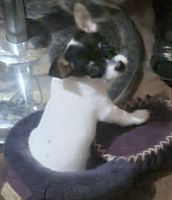 Chihuahua Puppies for sale in South Burnett, Queensland. price: $900