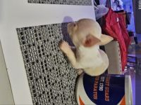 Chihuahua Puppies for sale in Fitchburg, Massachusetts. price: $750