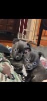 Chihuahua Puppies for sale in Superior, Wisconsin. price: $600