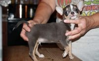 Chihuahua Puppies for sale in Chicago, Illinois. price: $500