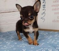 Chihuahua Puppies for sale in Cincinnati, Ohio. price: $500
