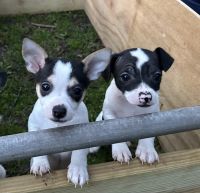 Chihuahua Puppies for sale in Wake Forest, North Carolina. price: $300