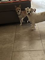 Chihuahua Puppies for sale in San Bernardino, California. price: $50