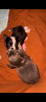 Chihuahua Puppies for sale in Charlotte, North Carolina. price: NA