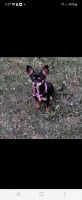 Chihuahua Puppies for sale in Racine, Wisconsin. price: $400