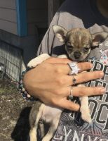 Chihuahua Puppies for sale in Fayetteville, North Carolina. price: $100