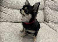 Chihuahua Puppies for sale in Alpine, New Jersey. price: $150