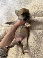 Chihuahua Puppies Photos