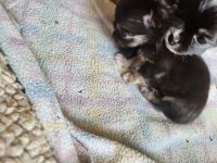 Chihuahua Puppies for sale in Waterloo, Iowa. price: $750