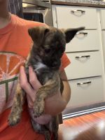 Chihuahua Puppies for sale in Greenwood, IN, USA. price: $1,200