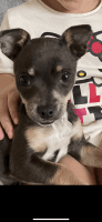 Chihuahua Puppies for sale in Bakersfield, California. price: $120