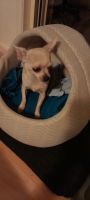 Chihuahua Puppies for sale in Gympie, Queensland. price: $900