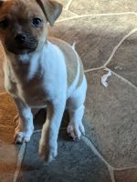Chihuahua Puppies for sale in Excelsior Springs, Missouri. price: $100