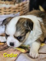 Chihuahua Puppies for sale in Homerville, Georgia. price: $2,500
