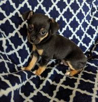 Chihuahua Puppies for sale in Orlando, Florida. price: $500