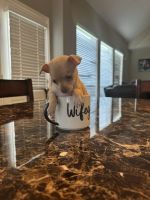Chihuahua Puppies for sale in Pasadena, Texas. price: $650