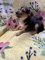 Chihuahua Puppies for sale in Mineral, WA 98355, USA. price: $350