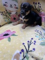 Chihuahua Puppies for sale in Mineral, WA 98355, USA. price: $350