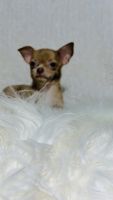 Chihuahua Puppies for sale in Cincinnati, Ohio. price: $1,200
