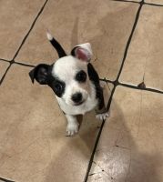 Chihuahua Puppies for sale in Phoenix, Arizona. price: $100