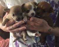 Chihuahua Puppies for sale in Bassett, Virginia. price: $1,000