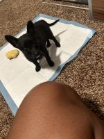 Chihuahua Puppies for sale in Fresno, California. price: $500