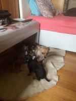 Chihuahua Puppies for sale in Tweed Heads, New South Wales. price: $1,500