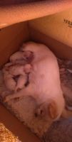 Chihuahua Puppies for sale in New Norfolk, Tasmania. price: $2,000