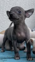 Chihuahua Puppies for sale in Miami, FL, USA. price: $650