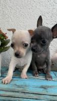 Chihuahua Puppies for sale in Miami, FL, USA. price: $900
