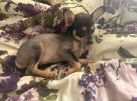 Chihuahua Puppies for sale in Rising Sun, Indiana. price: $400