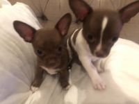 Chihuahua Puppies for sale in Bribie Island, Queensland. price: $1,500