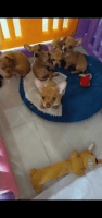 Chihuahua Puppies for sale in Hialeah, FL 33012, USA. price: $500