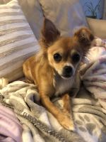 Chihuahua Puppies for sale in Boston, Massachusetts. price: $400