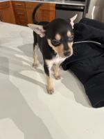 Chihuahua Puppies for sale in Chicago, IL, USA. price: $300